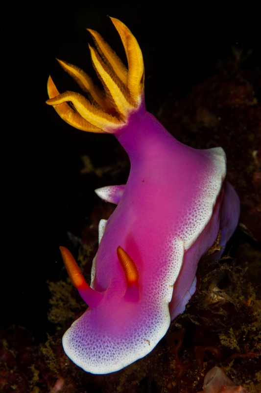 Hypselodoris nudibranch crawling the dark reef, yellow gills and orange rhinophores glowing against pink-white skin.