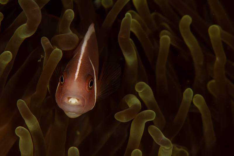 Pink skunk anemonefish peers from olive anemone tentacles, a cymothoid isopod parasite visible in its mouth, white dorsal stripe clearly visible.