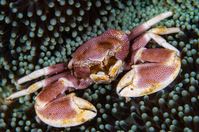 Spotted porcelain crab tucked into its anemone, patterned claws poised between sheltering tentacles.