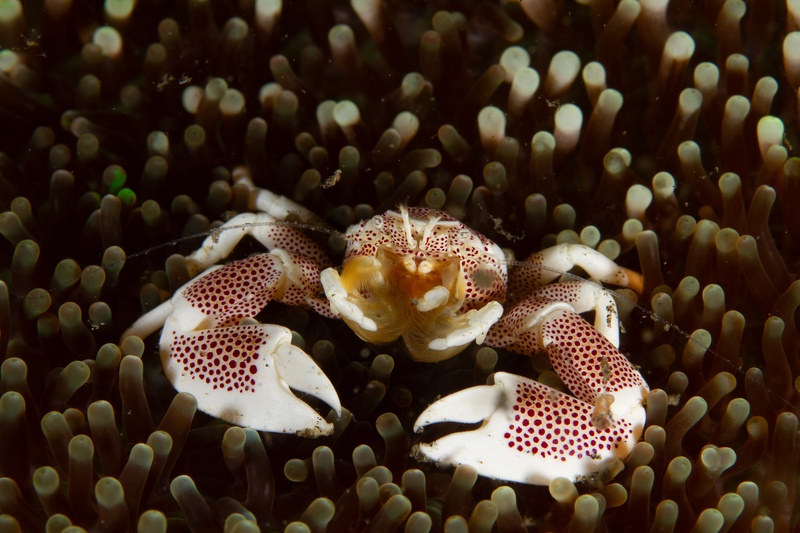 Red-spotted porcelain crab feeds from an anemone, broad white claws spread between swollen tentacles.