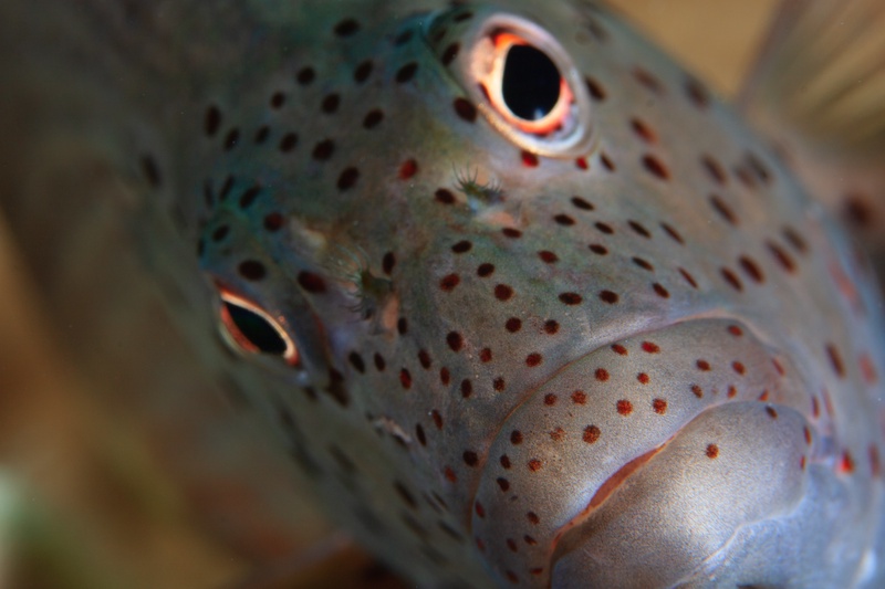 Porcupinefish close-up, with red-rimmed eyes, spotted teal skin, and a blunt curious face.