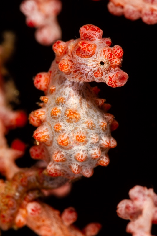 Bargibant's pygmy seahorse gripping pink gorgonian, its knobby body mimicking the coral polyps.