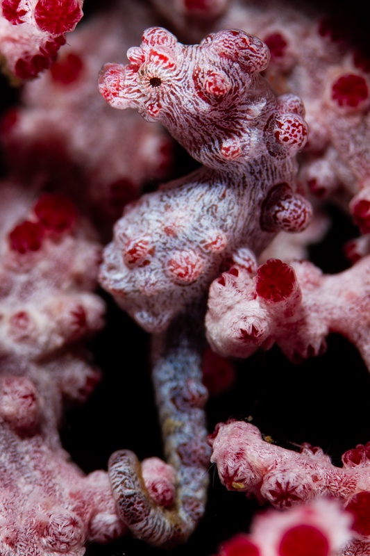 Bargibant's pygmy seahorse clinging to pink gorgonian polyps, its knobby body almost disappearing.
