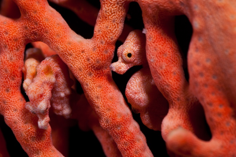Bargibanti pygmy seahorse camouflaged on an orange gorgonian, bulbous tubercles matching the polyps, tiny eye just visible.