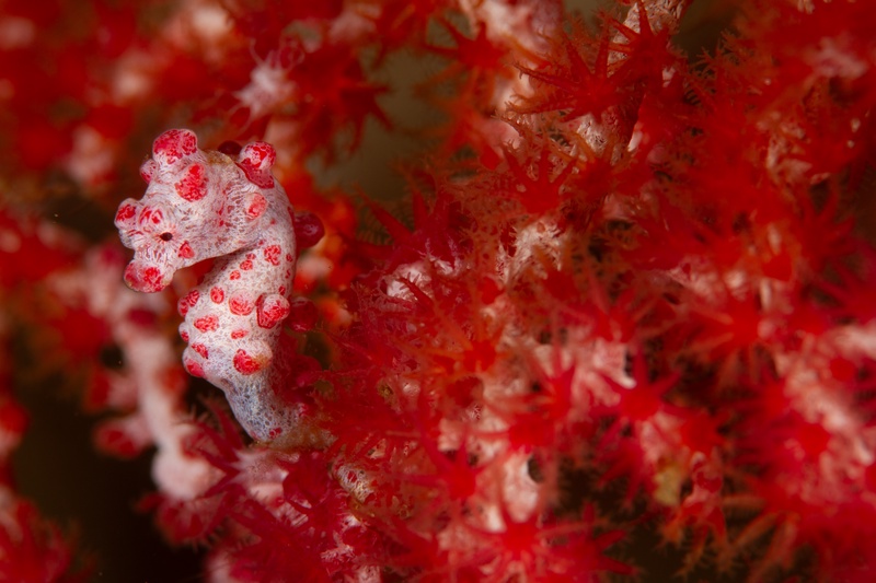 Bargibant's pygmy seahorse grips a red gorgonian, its pink tubercles mirroring the coral.
