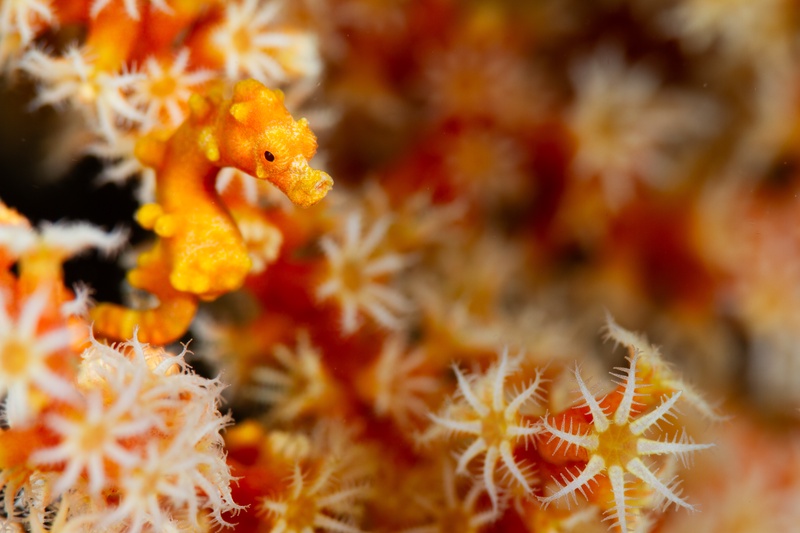 Orange pygmy seahorse clasping a matching sea fan, surrounded by open gorgonian polyps.