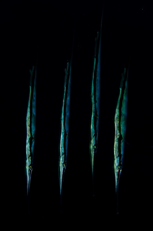 Razorfish hold a vertical formation in black water, four slim bodies aligned nose-down together.