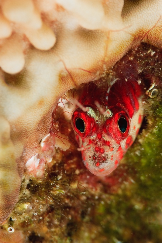 Red-spotted blenny peeks from soft coral, wide eyes forward and only its head exposed.