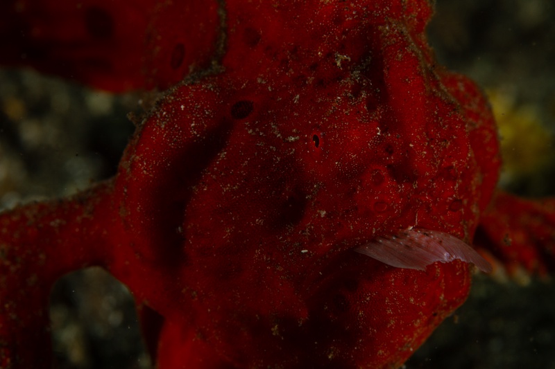 Red frogfish caught mid-meal, the tail fin of a small fish still protruding from its gaping mouth.