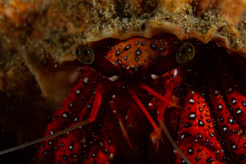 Red hermit crab leaning from its shell, spotted legs braced and dark eyes lifted toward the lens.