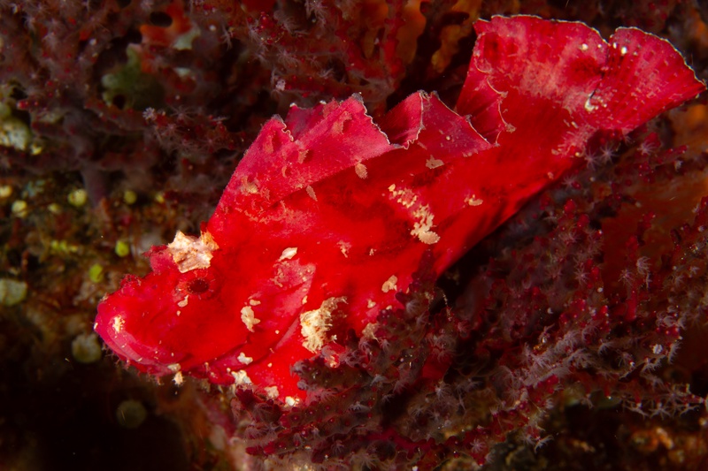 Red leaf scorpionfish settled among soft coral polyps in Komodo, body shaped like drifting weed.