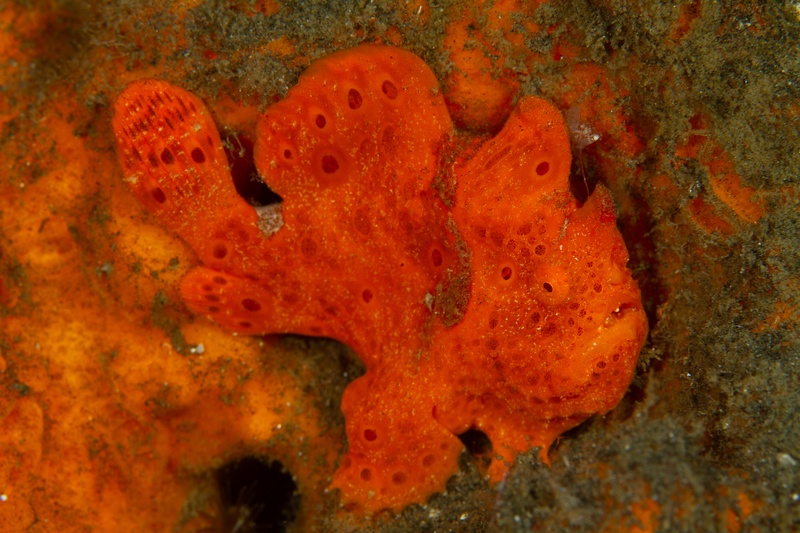 Painted frogfish sprawled on an orange sponge, red-orange skin and dark spots blending almost perfectly.
