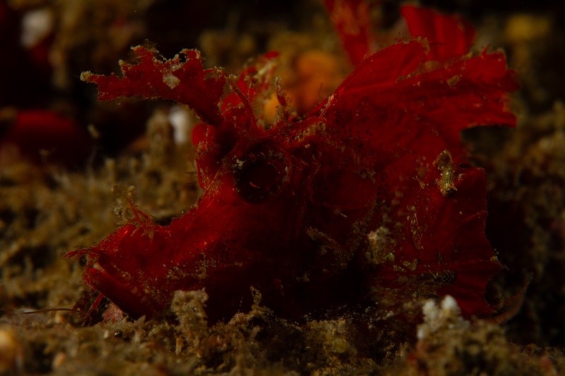 Red rhinopias scorpionfish waits on the muck, frilled appendages breaking up its outline.