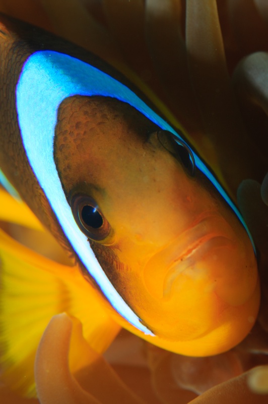 Red Sea anemonefish close-up, with an orange face and a single white head bar tucked in anemone tentacles.