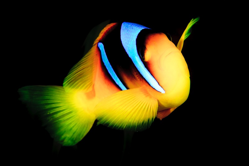 Red Sea anemonefish portrait, with a yellow-orange body, electric blue head stripe, and black background.