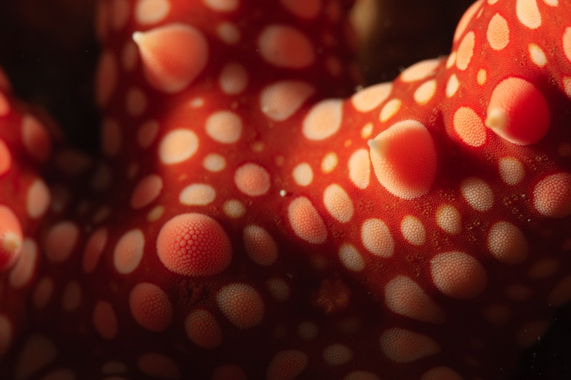Extreme macro of a red sea star, white and pink tubercles rising from its rough surface.