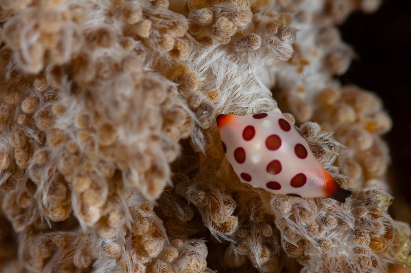 Red-spotted cowrie nestles among feathery soft coral polyps in a tight Lembeh macro.