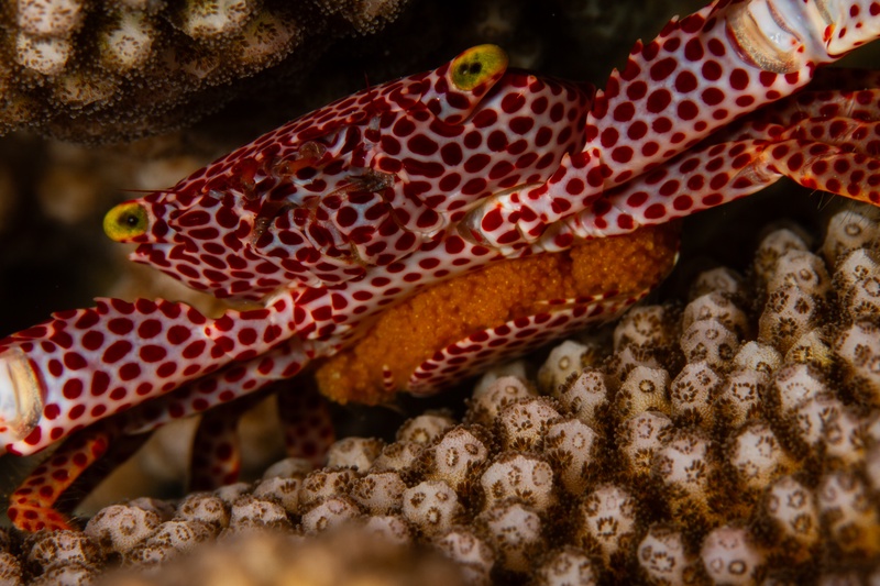 Red-spotted guard crab sheltering in hard coral, orange egg mass tucked beneath its body.