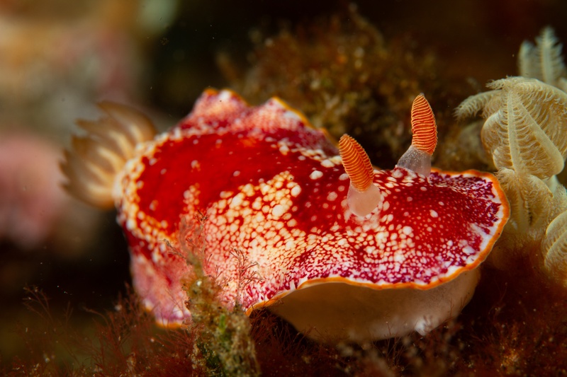 Red-and-white Chromodoris nudibranch crawling over algae, orange rhinophores raised beside soft coral.