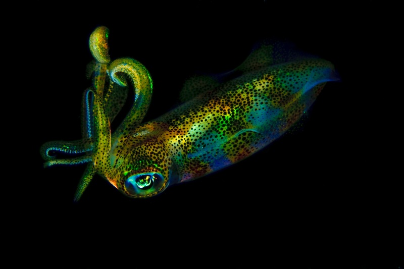 Reef squid hovers on a night dive, chromatophores flashing green, gold, and blue.