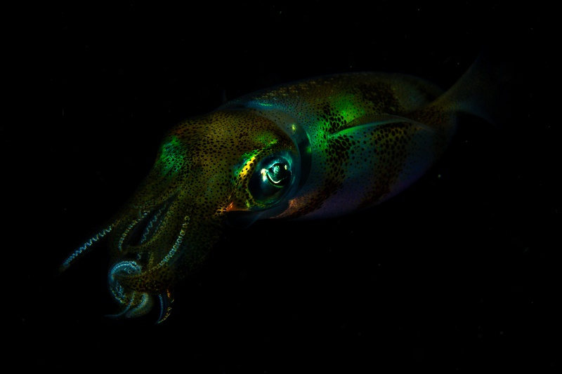 Reef squid hovering on a night dive, green-gold skin flashing against the black water.