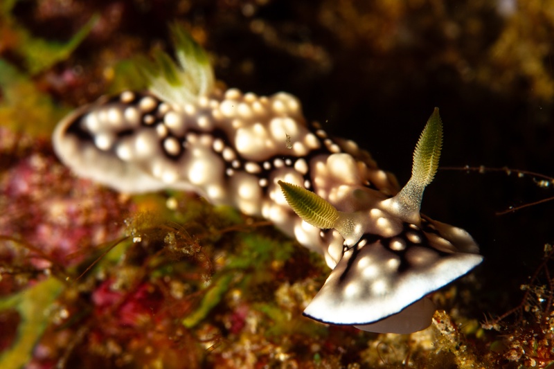 Spotted nudibranch crawls over the reef, white mantle marked brown and rhinophores tipped yellow-green.
