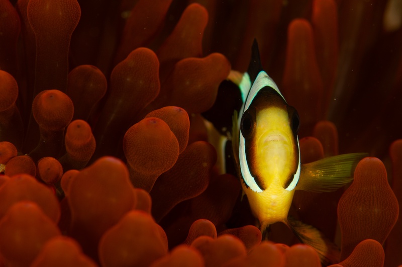 Saddleback anemonefish peering from a deep red anemone, face framed by bulb-tipped tentacles.