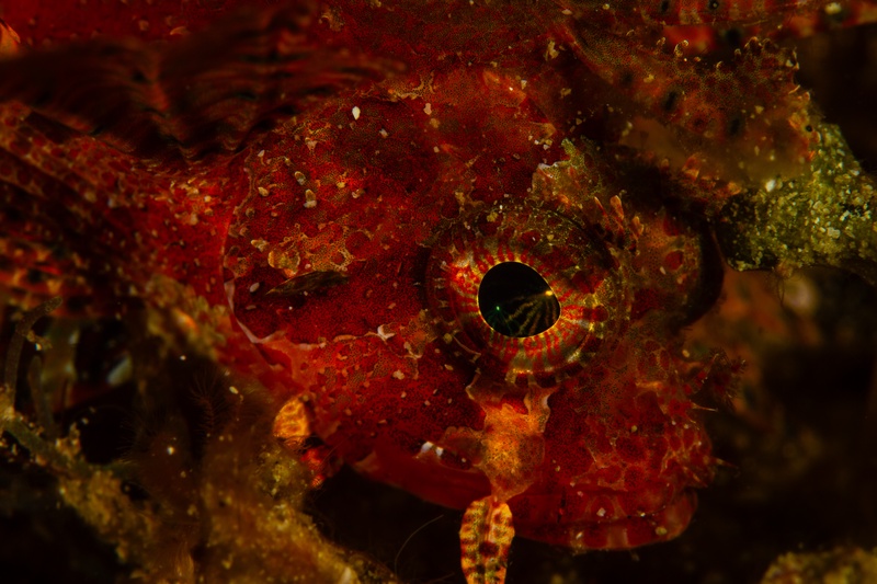Red scorpionfish in extreme close-up, with spiny skin, a watchful eye, and every bump sharply defined.