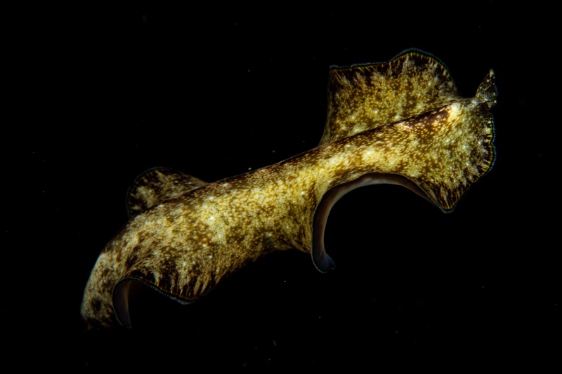 Sea hare swimming midwater, parapodia flared like wings against a black macro background.