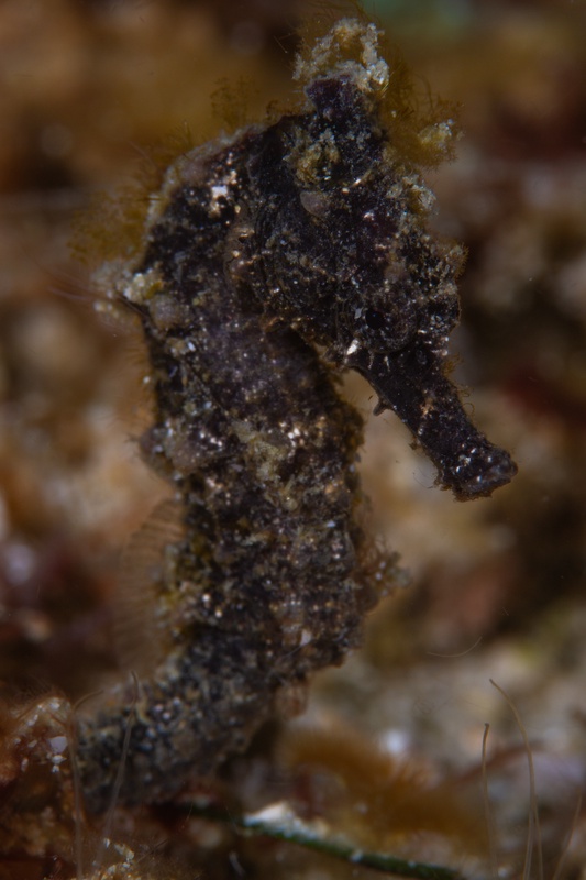Dark brown seahorse grips algae with its curled tail, hanging still in Puerto Galera.
