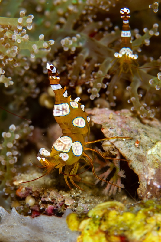Sexy shrimp pair dancing among anemone tentacles, tails cocked upward in their trademark pose.