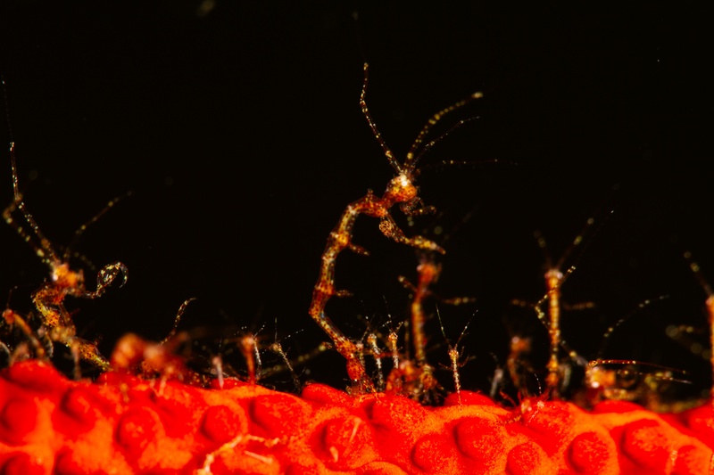 Skeleton shrimp stand upright on a bright red sponge, their transparent bodies almost disappearing.