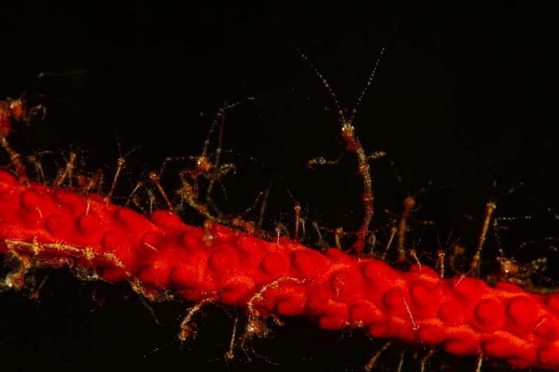 Skeleton shrimp line a red whip coral, spindly legs hooked along the stem in macro close-up.
