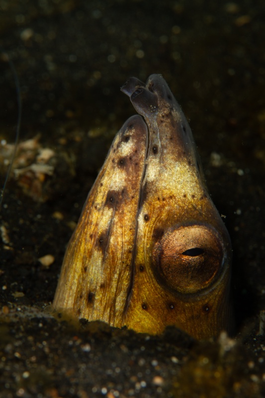 Snake eel emerging from black volcanic sand in Lembeh, pointed snout and large eye exposed.