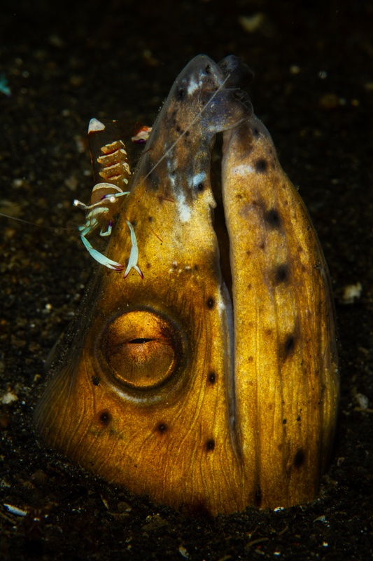 Snake eel peers from Lembeh sand while a commensal shrimp clings beside its head.