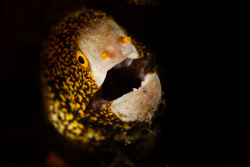 Snowflake moray eel peers from its crevice, jaws open to reveal the spotted yellow-and-black head.