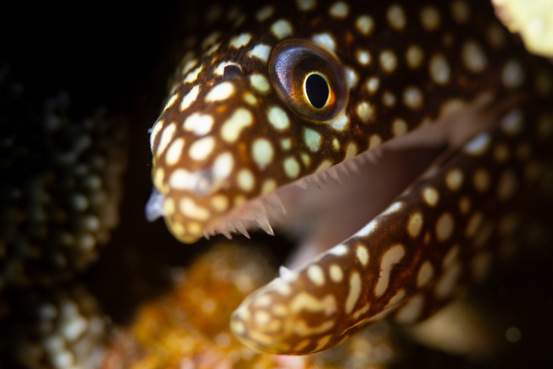 Snowflake moray eel portrait, brown-and-white pattern crisp as it gapes from the reef.
