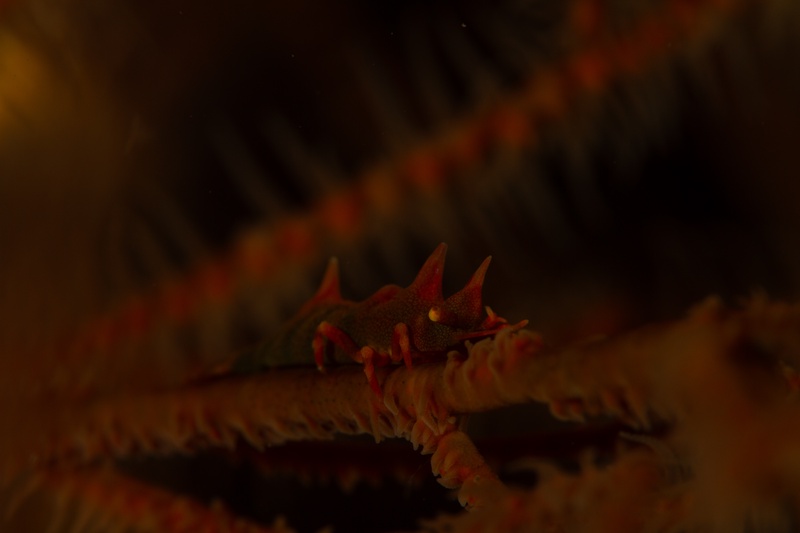 Soft coral crab clings to a gorgonian branch in Lembeh, pointed horns aimed toward the current.