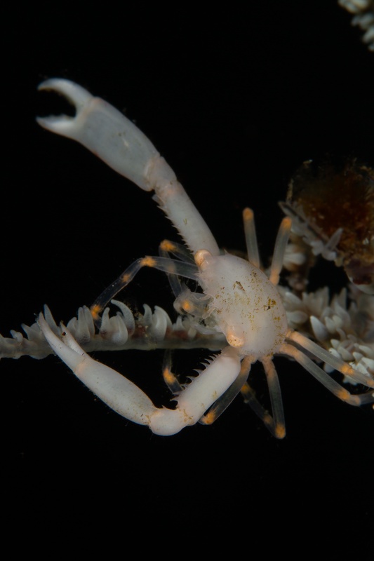 White spider crab spreads its long legs and raised claws against the black water of a night dive.