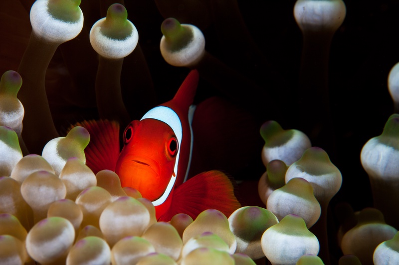 Bright red spinecheek anemonefish with a bold white head bar tucked among bulb-tipped anemone tentacles.
