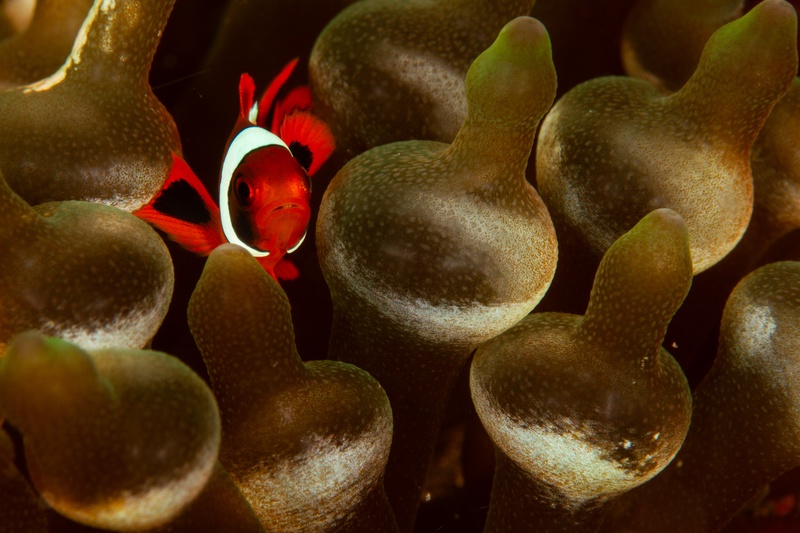 Spinecheek anemonefish peeks from a bubble anemone, red body and white head bar glowing.