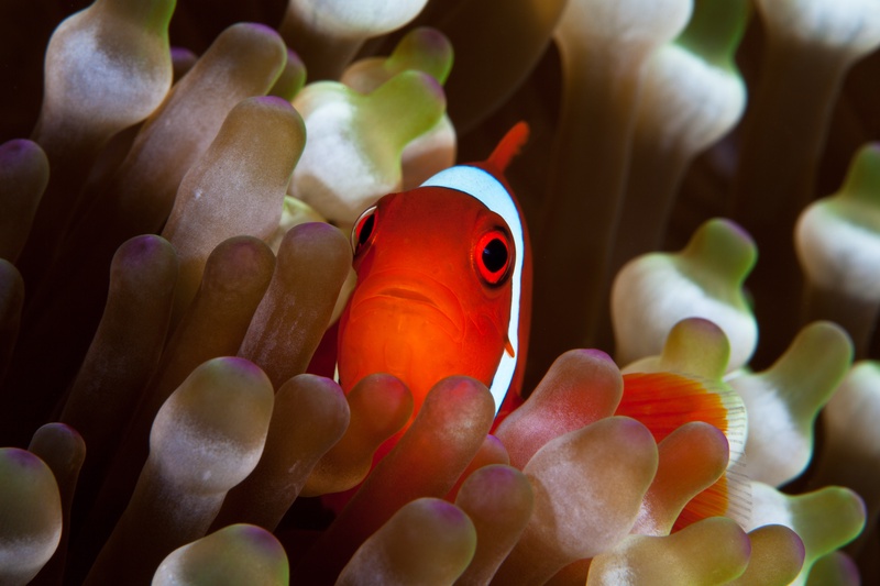 Red-orange spinecheek anemonefish peering between bulb-tipped tentacles, white head stripe catching the strobe light.