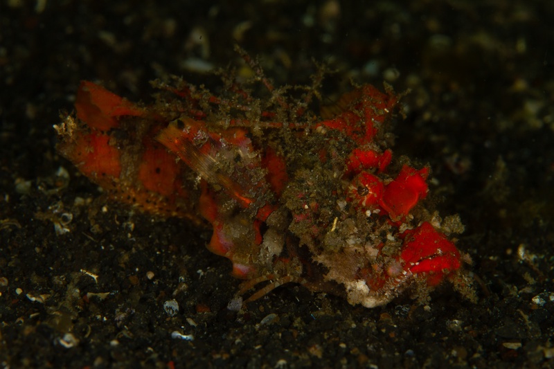 Spiny devilfish resting on Lembeh muck, red-brown body fringed with thorny skin appendages.