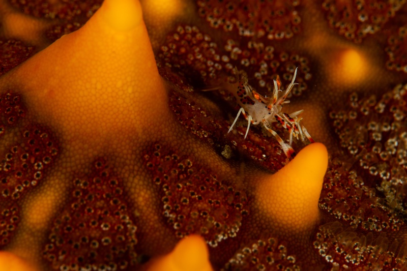 Spiny tiger shrimp grips an orange sea star, its red-and-white body tiny against the rough surface.