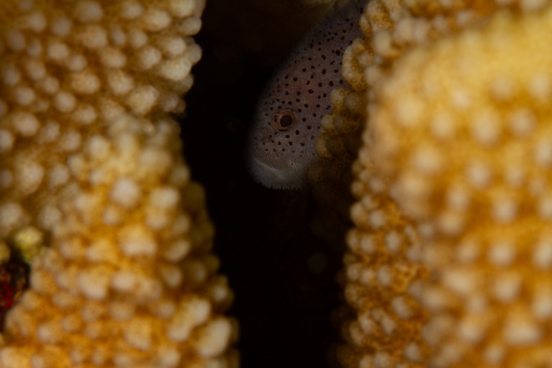 Spotted pufferfish peeking through a coral gap, only its face and watchful eye exposed.