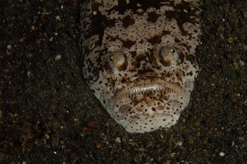 Stargazer lies buried in Lembeh sand, only its upward-facing eyes and ambush mouth exposed.