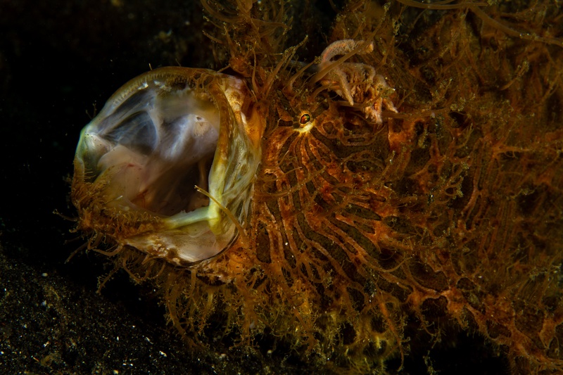 Orange striated frogfish yawning wide, its oversized mouth opening above algae-coated rubble.