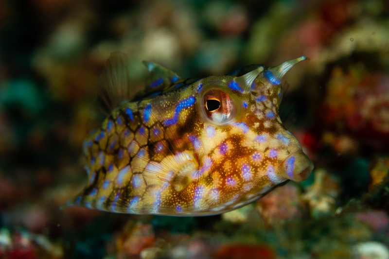 Thornback cowfish portrait from Puerto Galera, blue spots glowing over its orange hexagonal pattern.