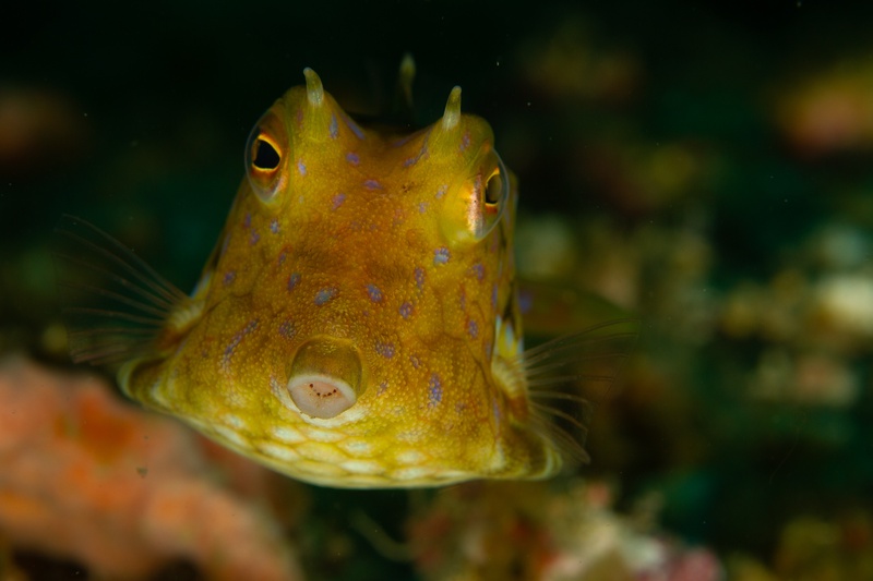 Thornback cowfish portrait, with a yellow body, blue spots, and horn-like spines aimed at the camera.