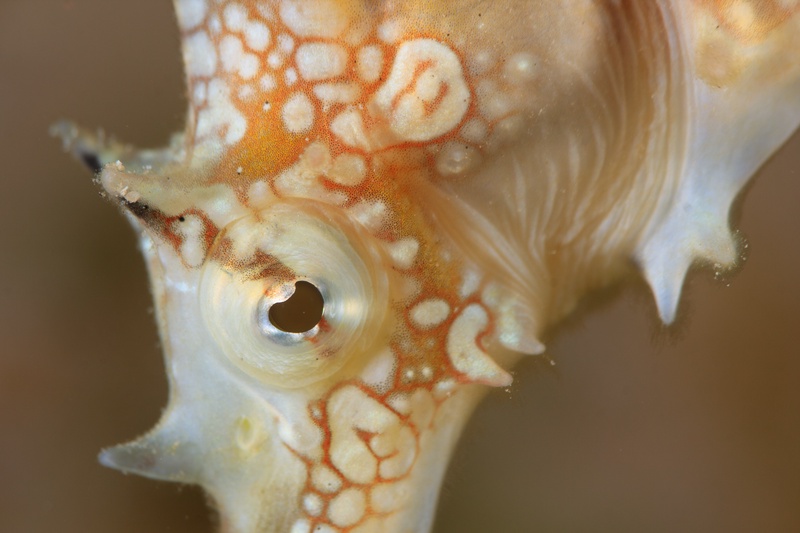 Thorny seahorse in close portrait, patterned skin and tubular snout crisp around its watchful eye.